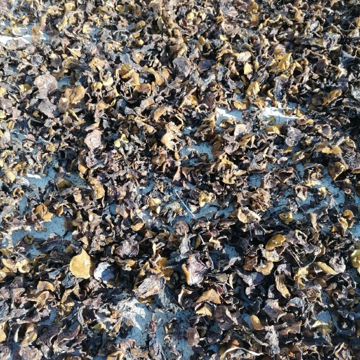 赤峰草菇 东北精品松蘑，肉蘑干货需要的联系