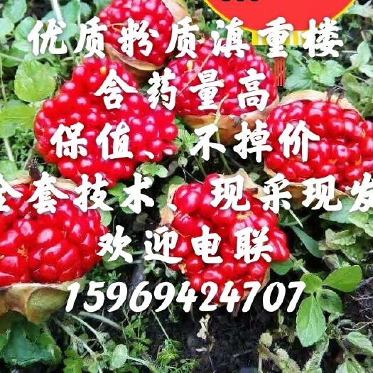 宣威市重楼种子  野生粉质滇大量成熟，欲购从速。提供全套种植技术。