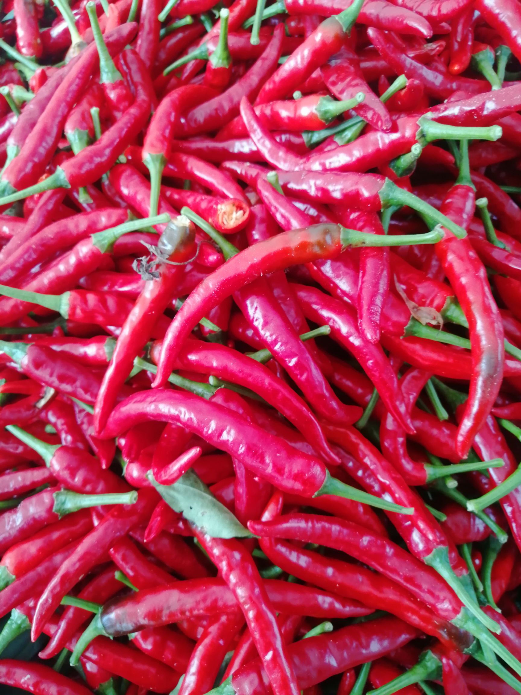 贵州海椒 量大从优