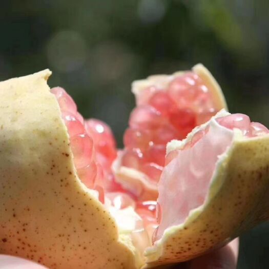 蒙自市甜绿籽石榴 蒙自石榴上市