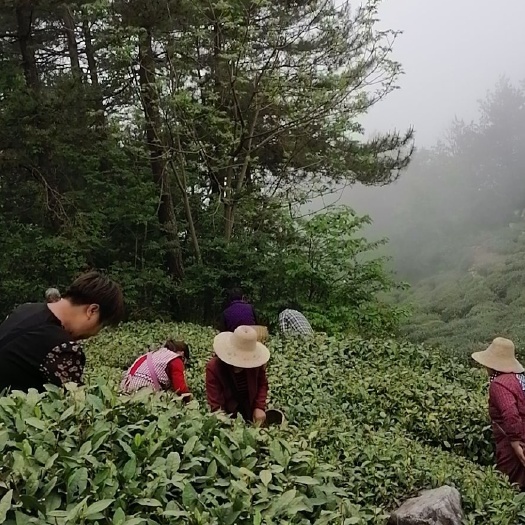 六安霍山黄芽  高山雲雾有机黄芽茶，不施化肥农药无公害