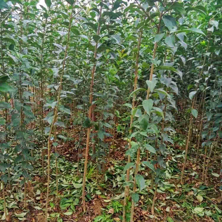 大叶女贞苗大叶女贞工程苗占地苗四季常青南北方种植耐寒耐冻