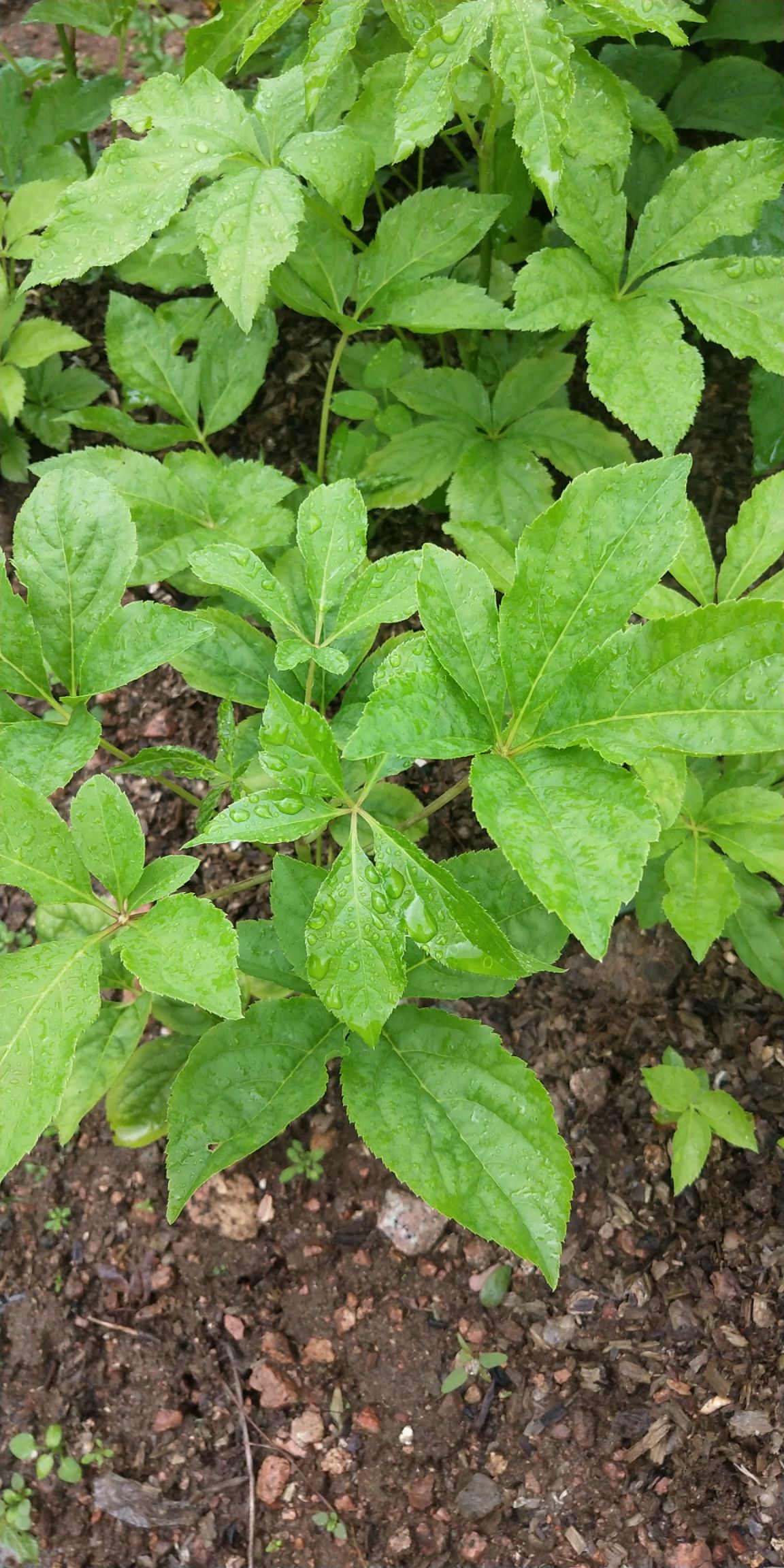 刺五加苗(短梗刺五加)