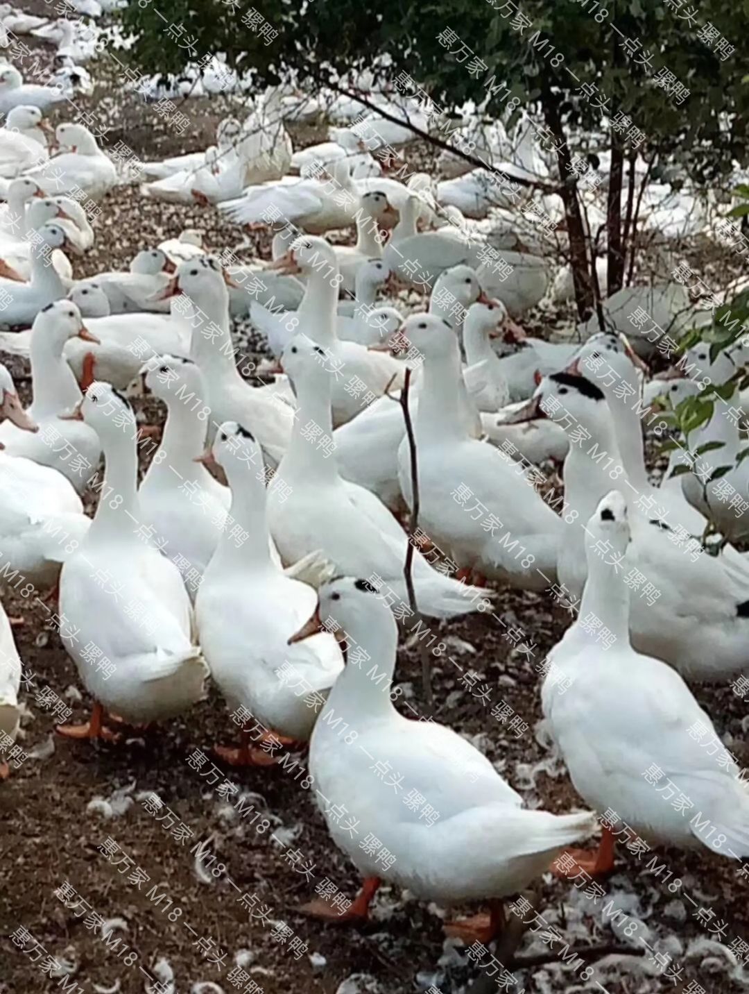 半番鸭苗  骡鸭 一点头（黑）  M18鸭苗  木鸭苗