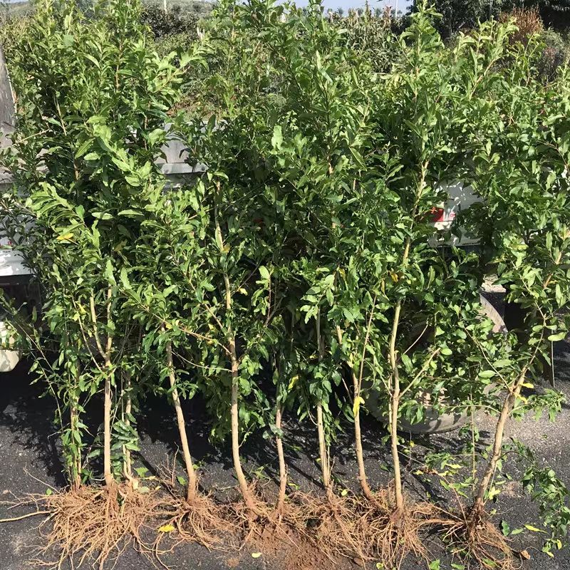 突尼斯软籽石榴树苗  突尼斯软籽黑石榴蒙自石榴树树苗特大果树盆栽地栽庭院当年结果苗