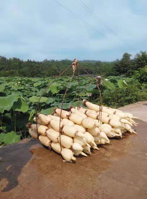 沭阳县南斯拉夫雪莲藕种  【食用藕苗】高产食用莲藕种苗盆栽池田种植