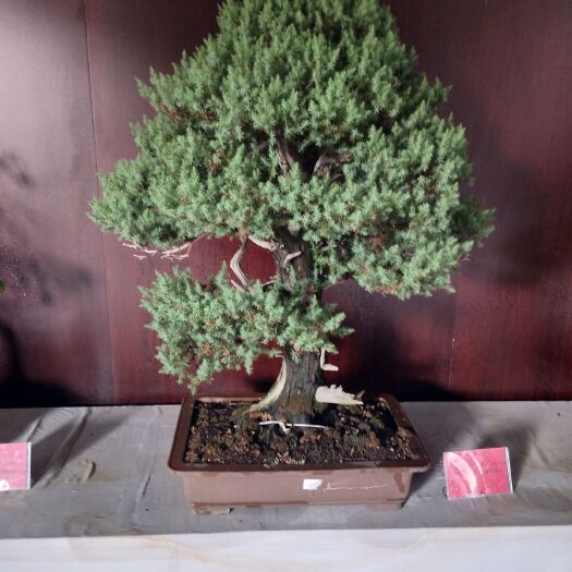 新郑市花生壳  花生