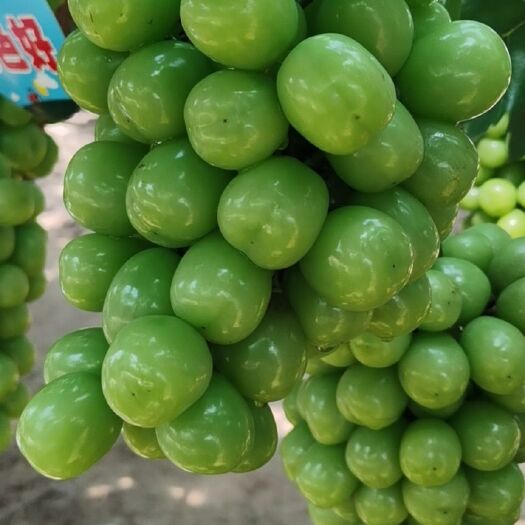 大荔县陕西库存阳光玫瑰葡萄产地价格