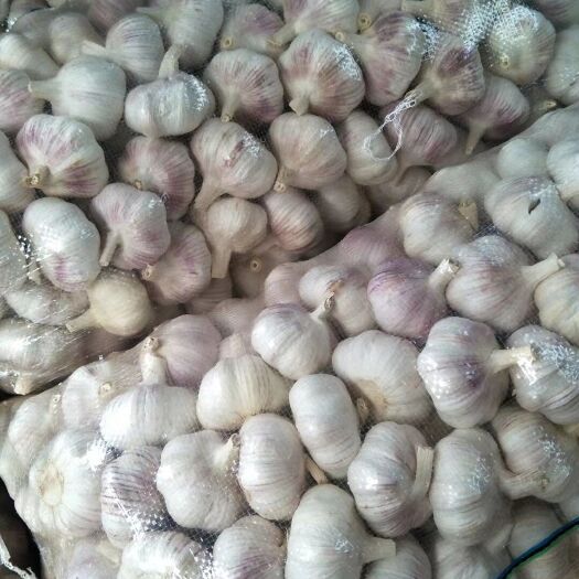 红皮蒜  常年供应金乡大蒜五到六公分 质量好个头均匀代发全国市场。