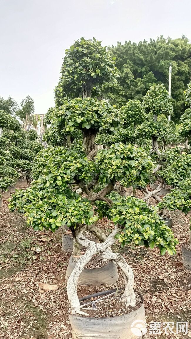 福建8字嫁接造型榕树盆景，福建室内绿植盆栽榕树造型基地直供