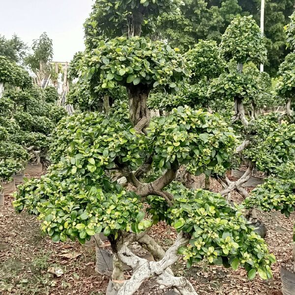 福建8字嫁接造型榕树盆景，福建室内绿植盆栽榕树造型基地直供