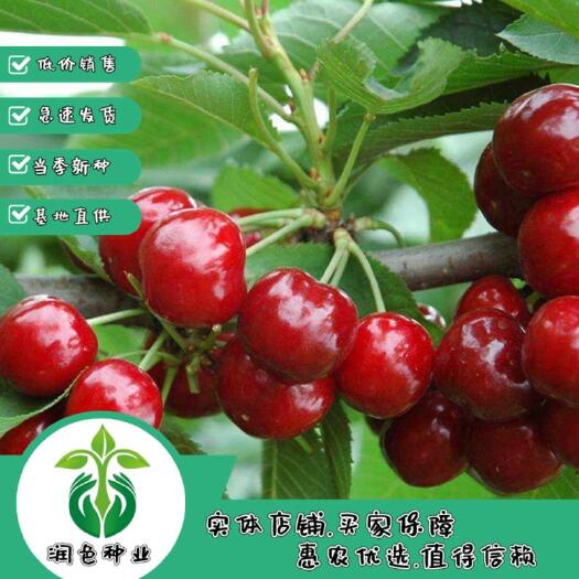 武汉产地直供山樱桃种子樱桃种籽小樱桃种子现货包邮