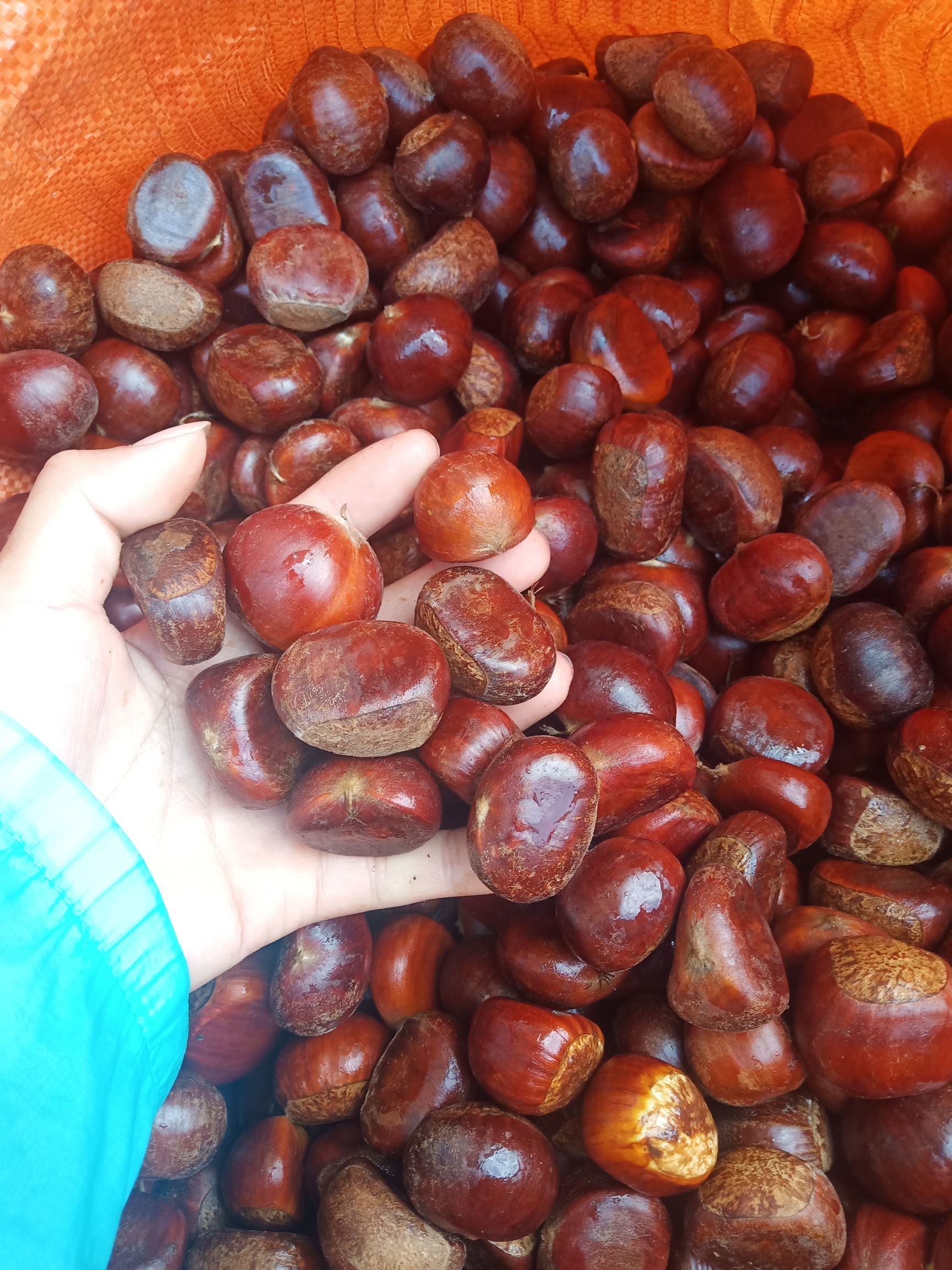 望谟板栗 1个月 