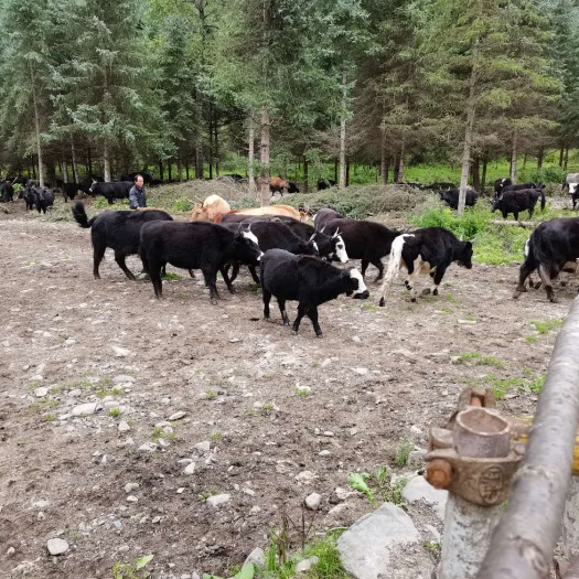 宕昌县犏牛  优质牛犊、大牛出售