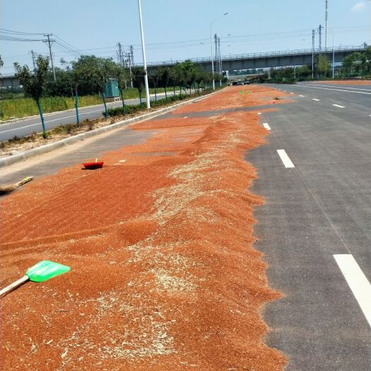 襄樊红缨子高粱 红樱子高梁出售