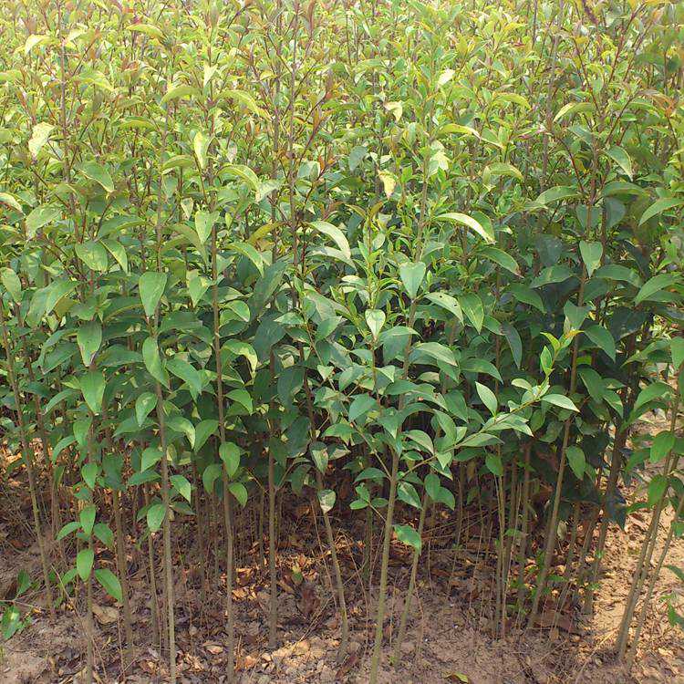 大叶女贞苗大叶女贞工程苗占地苗四季常青南北方种植耐寒耐冻