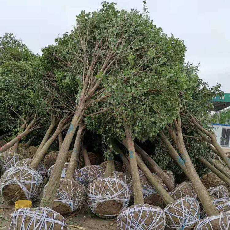 大叶女贞苗大叶女贞工程苗占地苗四季常青南北方种植耐寒耐冻