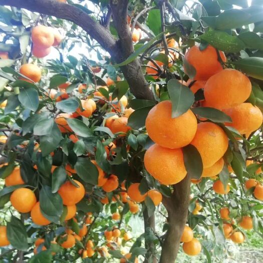 宜昌蜜桔  国庆蜜橘 【现摘现卖】酸甜蜜橘当季新鲜水果