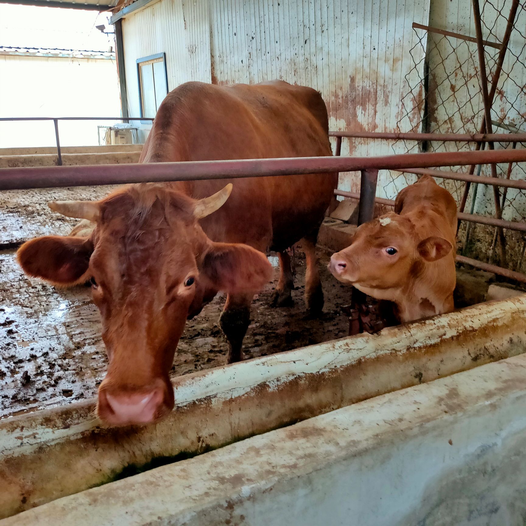 牛，肉牛犊出售，质量好价格低免费送货上门