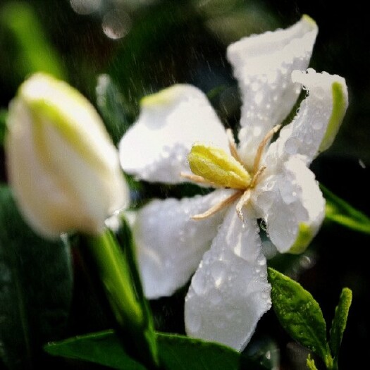 嵊州市小叶栀子  香雪栀子花盆栽苗带花苞室内阳台庭院观花绿植超长花期好养易活