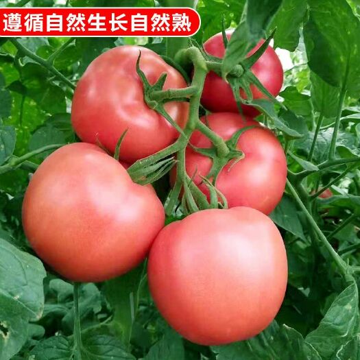 成都大红西红柿  现摘精选沙瓤西红柿农家自然熟番茄新鲜水果孕妇儿