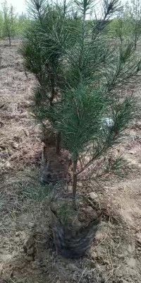 绛县山西白皮松  白蜡、柳树、白皮松、低杆可嫁接国槐，土地到期，全部处理！