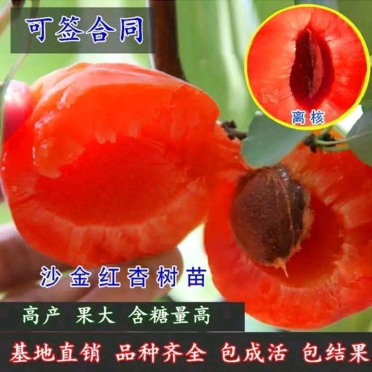 平邑县凯特杏苗  《现挖现发》凯特杏、金太阳杏、沙金红杏苗产地直销包邮