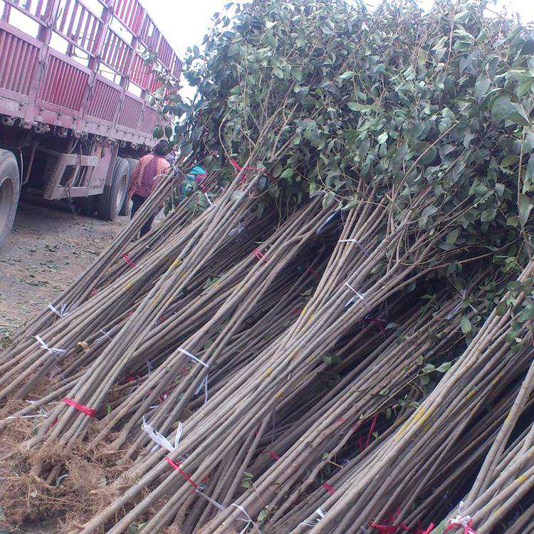 大叶女贞苗大叶女贞工程苗占地苗四季常青南北方种植耐寒耐冻