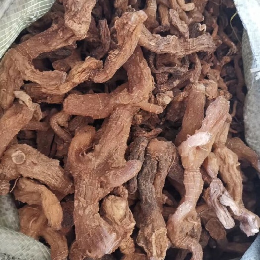 山阳县 黄精，鸡头黄精，甜黄精