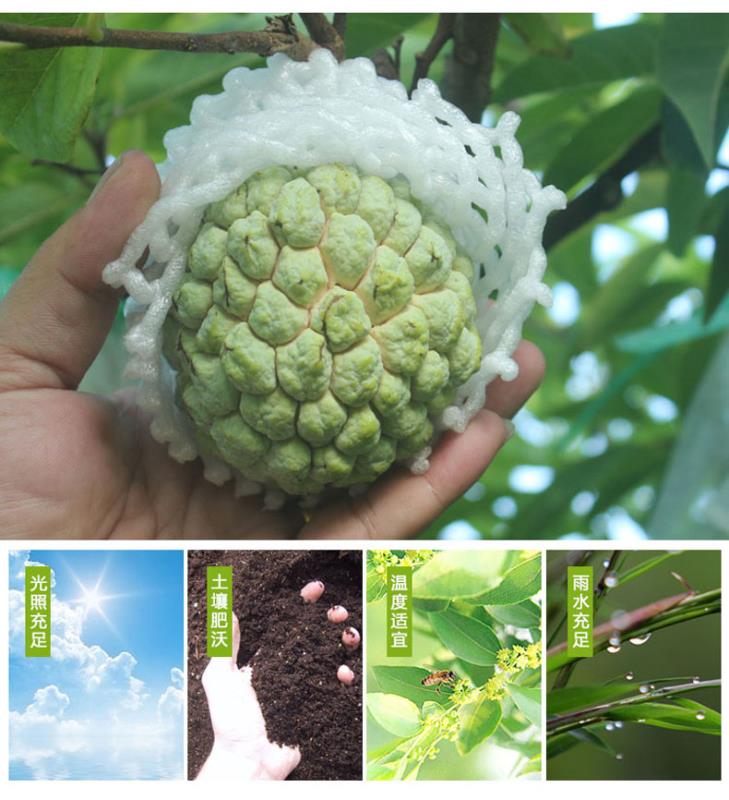 顺丰包邮樟林林檎大目释迦果佛头果新鲜水果