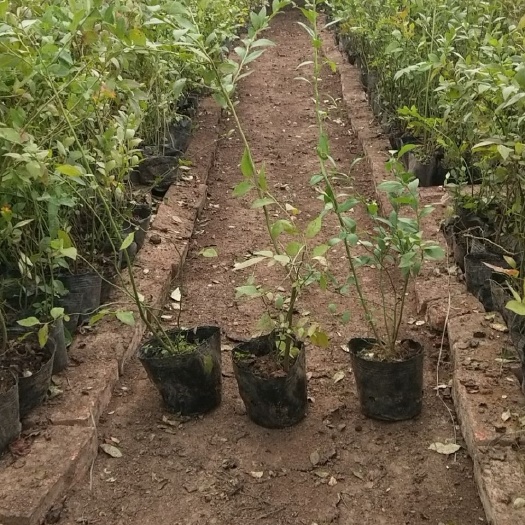 公主岭市莱克西蓝莓苗 蓝莓苗，莱克西