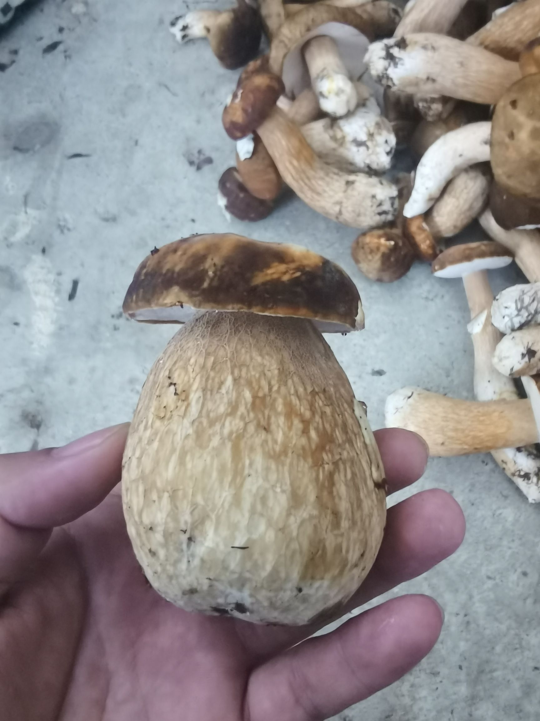 美味牛肝菌  当年 干牛肝菌  天然 自然烘干