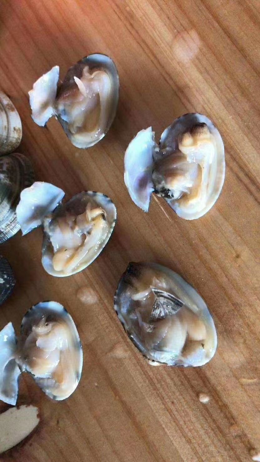  花蛤 花甲 沙蚬子 批发