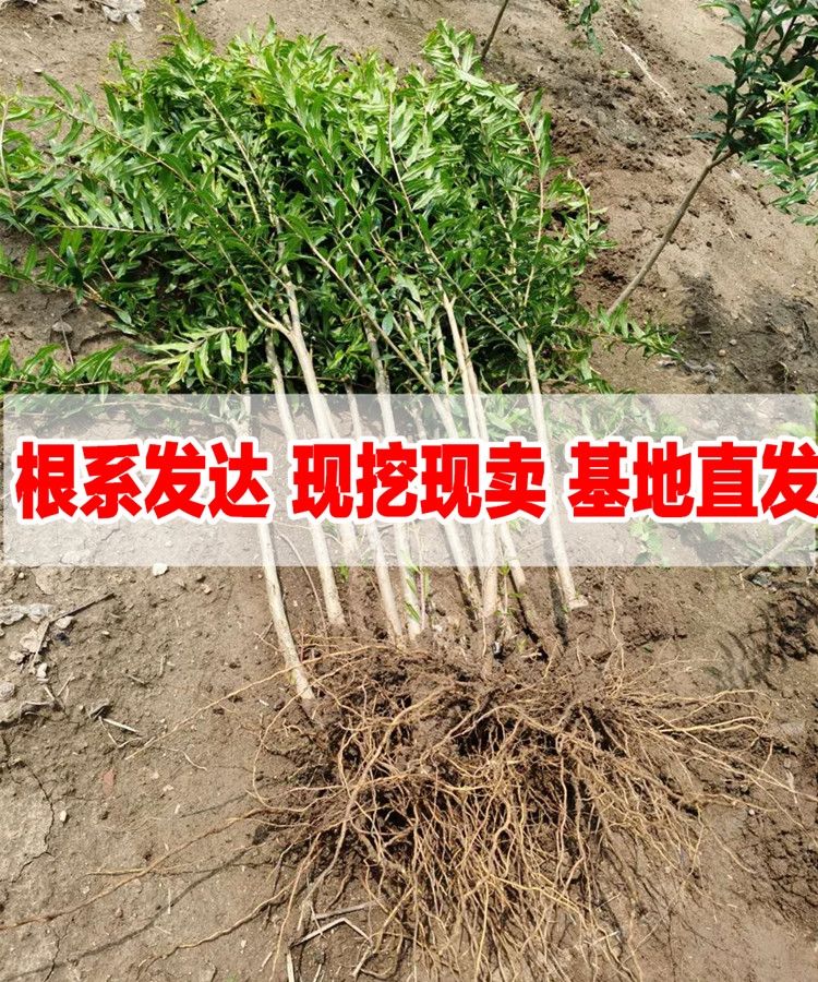 突尼斯软籽石榴树苗  突尼斯软籽黑石榴蒙自石榴树树苗特大果树盆栽地栽庭院当年结果苗
