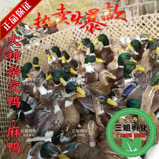 南宁大种麻鸭苗 杂交鸭 苗大嫩口 品质保证-厂家自销 价格便宜