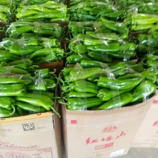 渭源县尖椒  大量上市