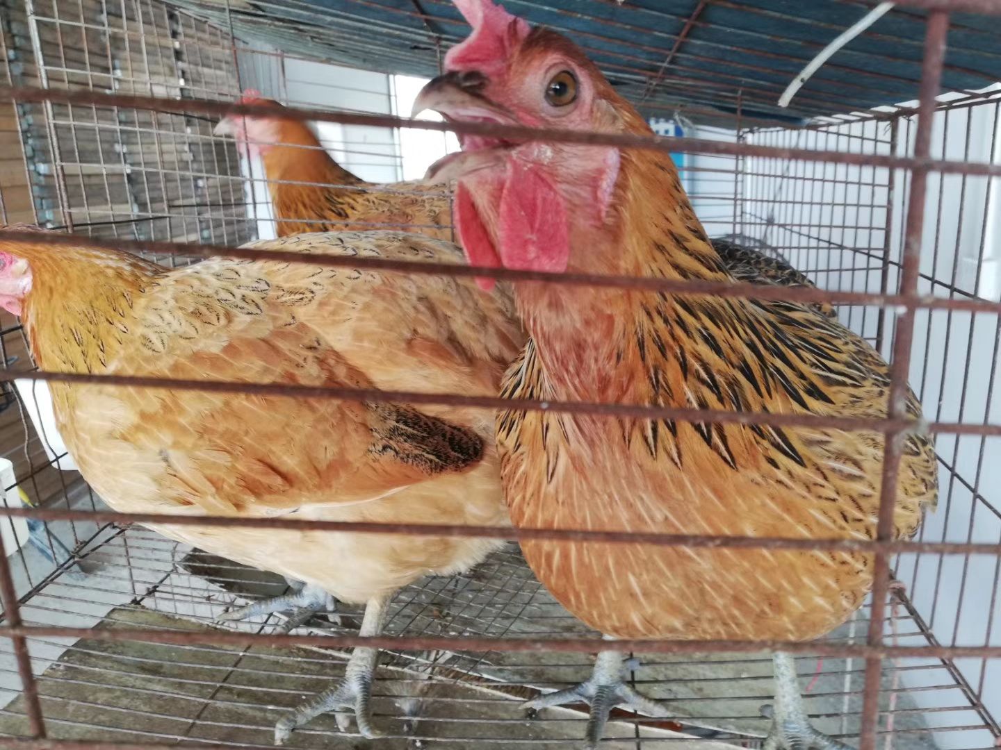 麻鸡苗  快大青脚麻：贵州云南四川重庆广西为低费用发货区