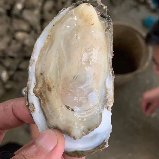 湛江湛江牡蛎  湛港生蚝批发部
