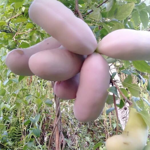 镇远县八月瓜  口感十足  营养价值高 吃起来很甜
