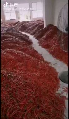 印江县贵州海椒 量大从优