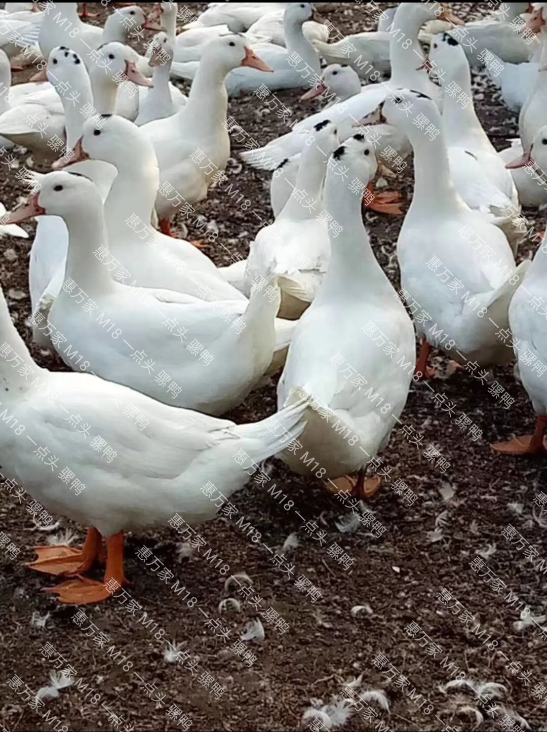 半番鸭苗  骡鸭 一点头（黑）  M18鸭苗  木鸭苗