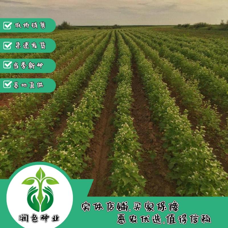 武汉荞麦种子甜荞麦苦荞麦种子优质荞麦种子黑苦荞麦杂粮种子四季播种