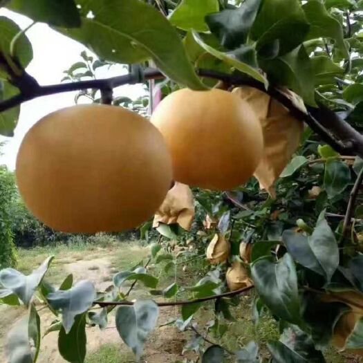 莱西市 秋月梨无冰雹