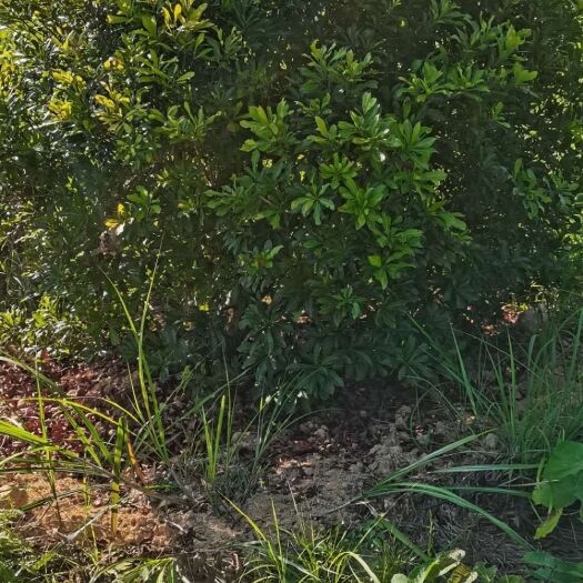 地笼桂花  广东断过根杨梅树，福建断根杨梅，容器杨梅
