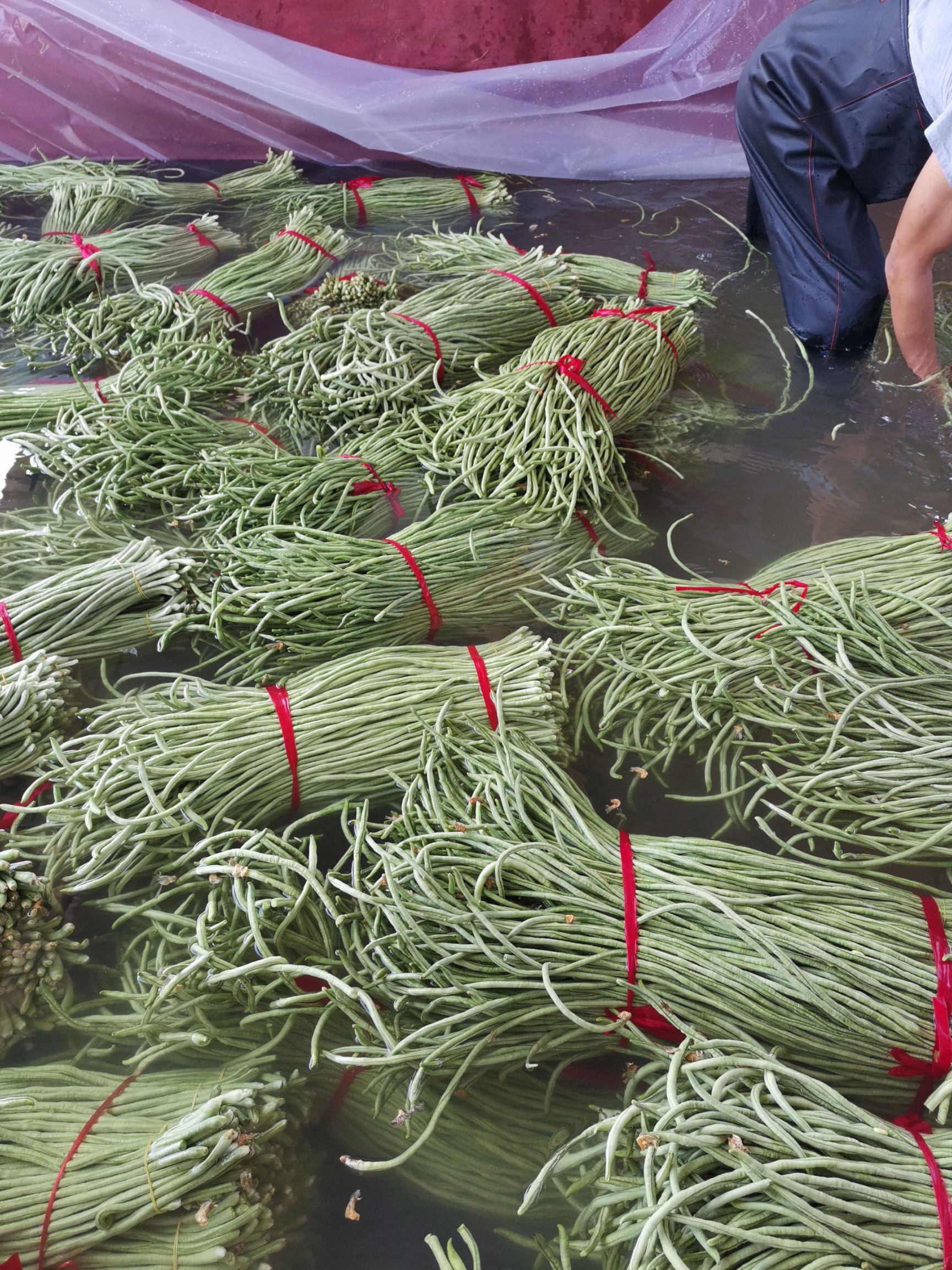 长豇豆 长豆角大量上市了