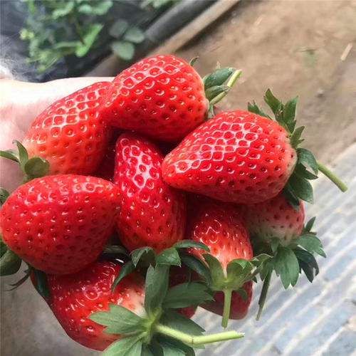 妙香草莓苗  纯正妙香3号草莓苗批发出售 妙香7号草莓苗价格 品种齐全