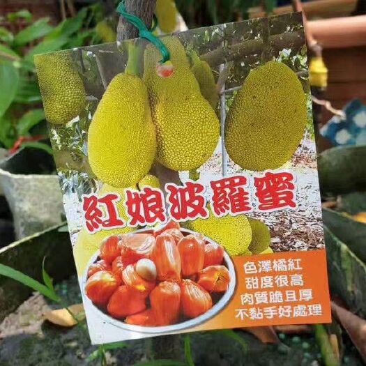 南靖县红肉菠萝蜜苗 