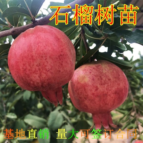 突尼斯软籽石榴树苗  突尼斯软籽黑石榴蒙自石榴树树苗特大果树盆栽地栽庭院当年结果苗