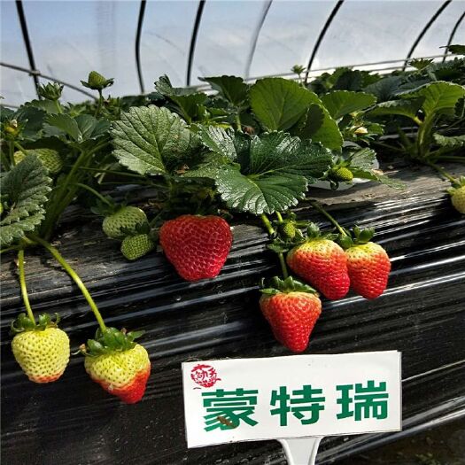 泰安 四季蒙特瑞草莓苗价格 一年四季结果 产量高易管理 保证成活率