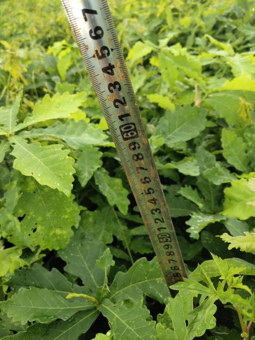 蒙古栎苗(辽东栎，柞树)